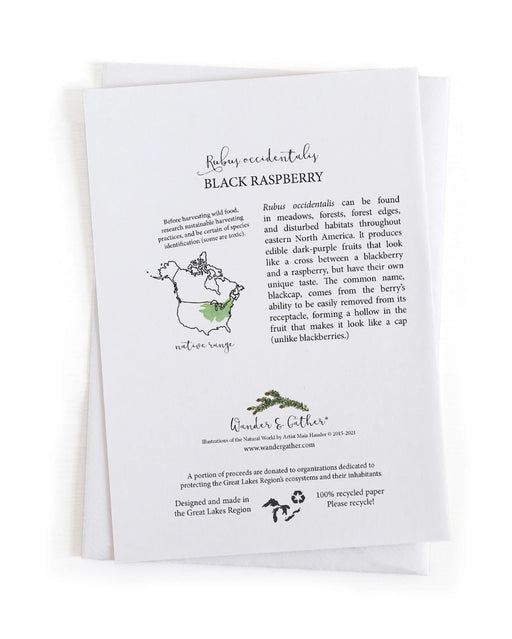 Educational back of card about Rubus occidentalis (Black Raspberry) with text and graphics on a white background