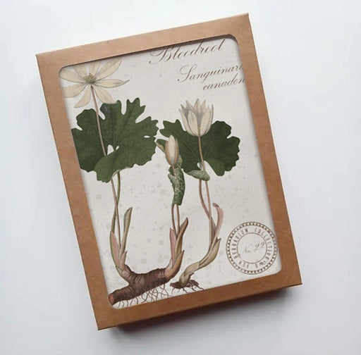 Bloodroot Vintage Botanical Specimen - Notecard Set of 8
packaging