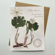Bloodroot Vintage Botanical Specimen - Notecard Set of 8
individual card with envelope