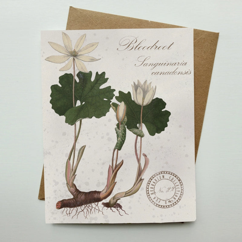 Bloodroot Vintage Botanical Specimen - Notecard Set of 8
individual card with envelope