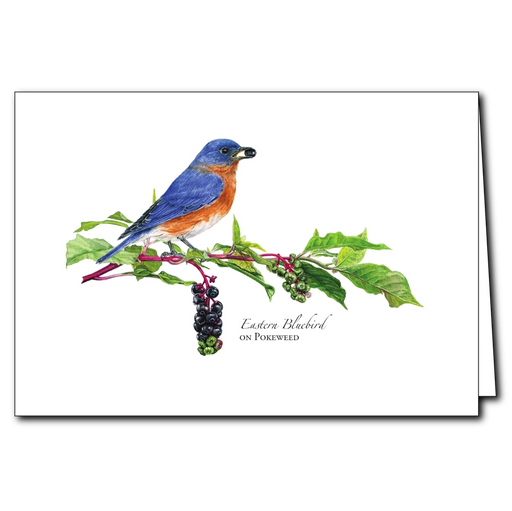 Bluebird On Pokeweed Greeting Card