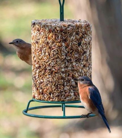 Bird seed EZFeeder with birds perched on it against a natural background