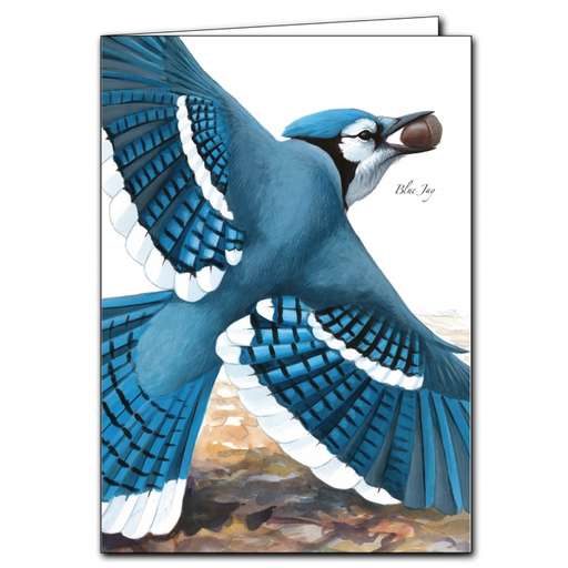 Sibley's Blue Jay