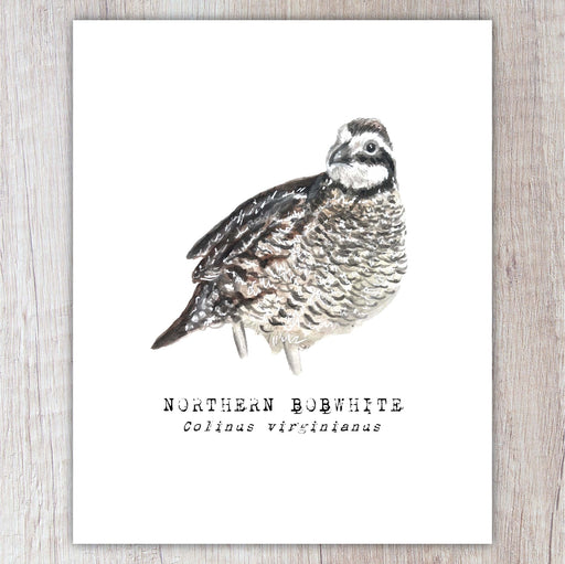 Illustration of a Northern Bobwhite bird on a white background with text below.