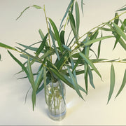 Tall 16oz Clear Water Bottle for Plant Cuttings with Lid - narrow neck keeps caterpillar safe
