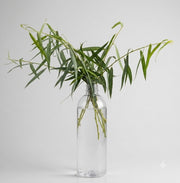 Tall 16oz Clear Water Bottle for Plant Cuttings with Lid - self standing, no tipping over