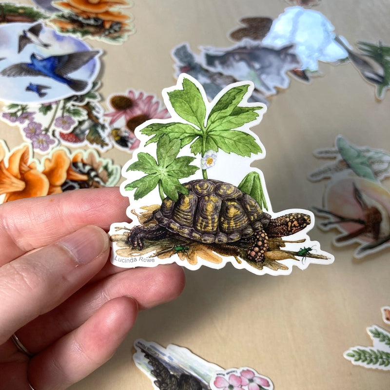 hand holding a Vinyl Sticker - Box Turtle with Mayapple and Tiger Beetles