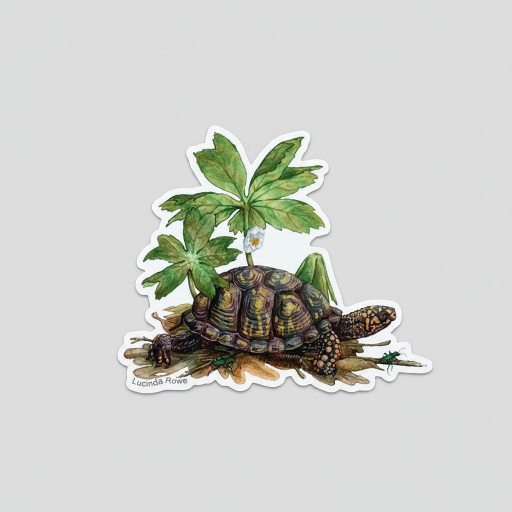 Vinyl Sticker - Box Turtle with Mayapple and Tiger Beetles — Nature Niche