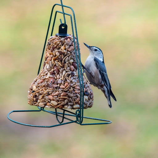 Mr. Bird Bugs, Nuts, & Fruit Seed Bell on Mr Bird Seed Bell Hanger with White-Breasted Nuthatch 