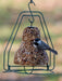 Mr. Bird Bugs, Nuts, & Fruit Seed Bell on Mr Bird Seed Bell Hanger with Chickadee