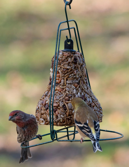 Mr. Bird Bugs, Nuts, & Fruit Seed Bell on Mr Bird Seed Bell Hanger with goldfinch and house finch