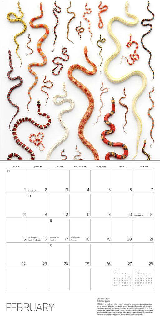 Calendar with wavy snake design for February
