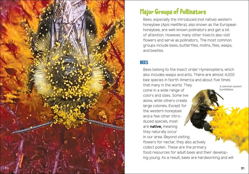Back cover for Pollinators and Native Plants for Kids 
Major groups of pollinators text with bumble bee pictures