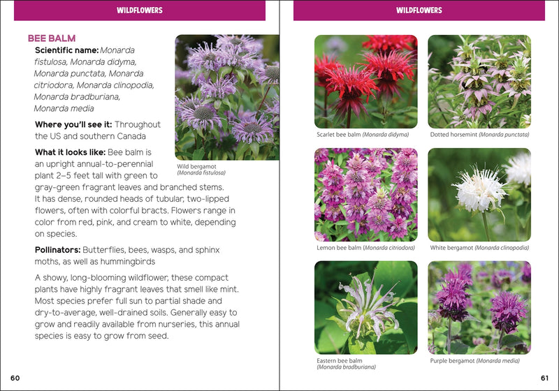 Page from a book or guide showing images and information about wildflower species.
