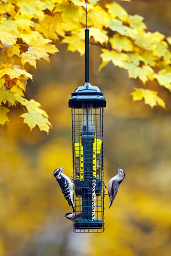 Squirrel Buster Suet feeder in use