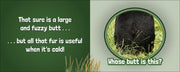 Black bear with text questioning whose butt it is, on a green and gray background.