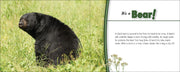 Black bear in grass with educational text about bears on a white background