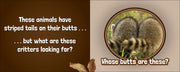 Close-up of a raccoons' backsides with striped tail on a brown background, accompanied by text.