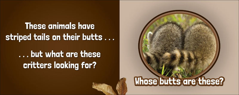 Close-up of a raccoons' backsides with striped tail on a brown background, accompanied by text.