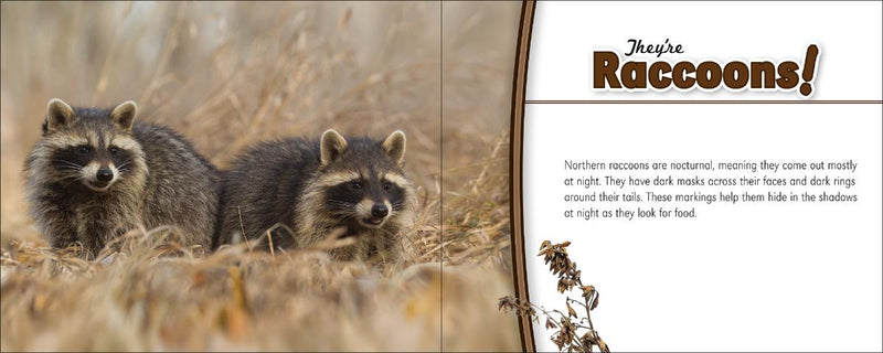 Two raccoons in a natural setting with text about raccoons' nocturnal nature.
