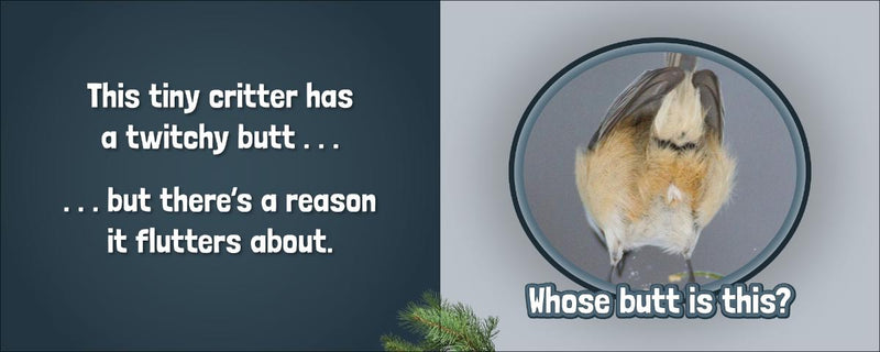 Photo of  back side of bird questioning whose butt it is.