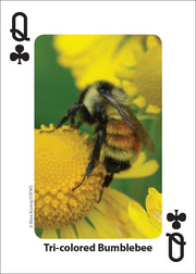 Bees and Butterflies Playing Cards