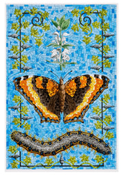 Butterflies Boxed Notecard Assortment by David Cohen
Milbert's Tortoiseshell, 2023