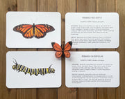 Butterfly and Caterpillar Learning Cards