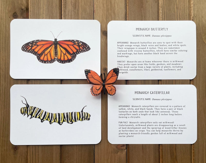 Butterfly and Caterpillar Learning Cards