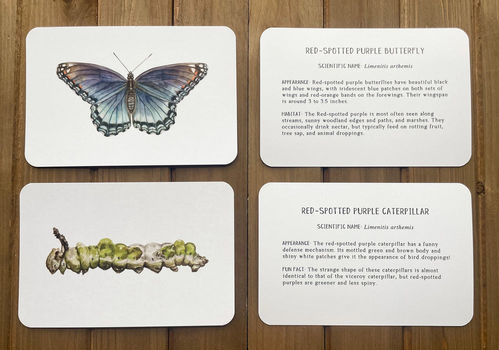 Butterfly and Caterpillar Learning Cards