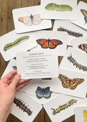 Butterfly and Caterpillar Learning Cards