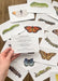 Butterfly and Caterpillar Learning Cards