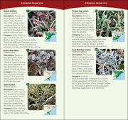Common Lichens of the Eastern United States Quick Guide sample pages