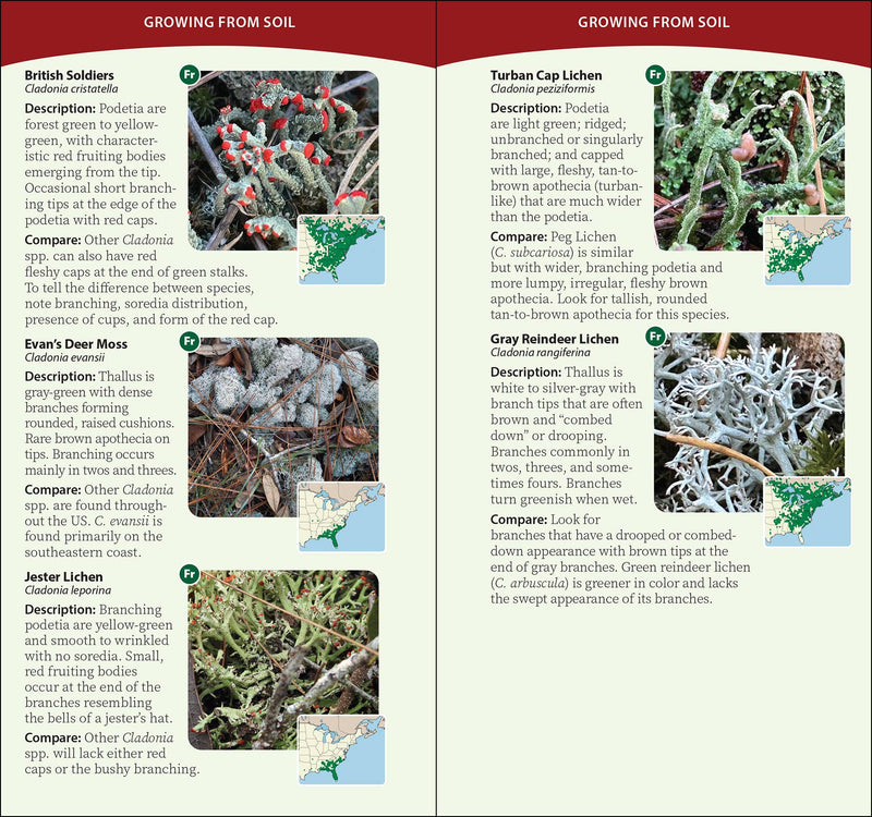 Common Lichens of the Eastern United States Quick Guide sample pages
