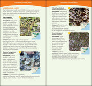Common Lichens of the Eastern United States Quick Guide sample pages