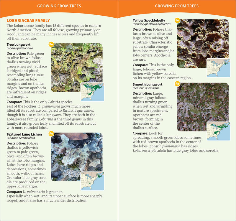Common Lichens of the Eastern United States Quick Guide sample pages
