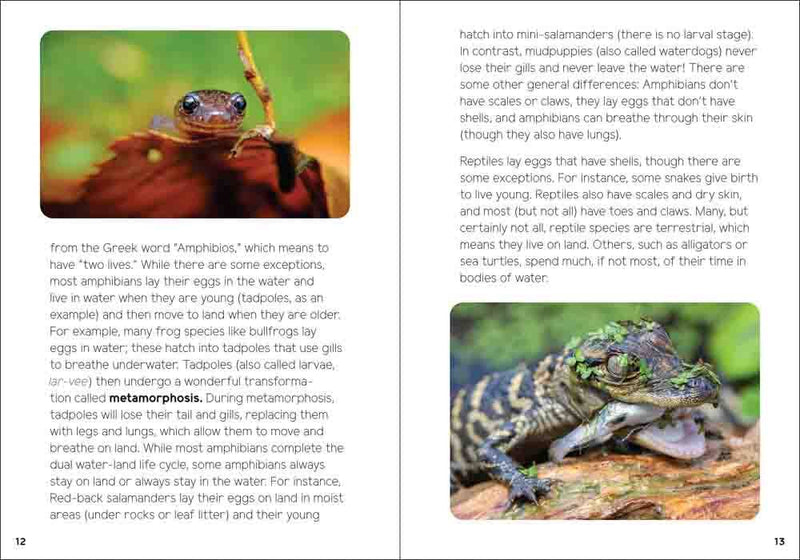 Reptiles & Amphibians for Kids 
sample page