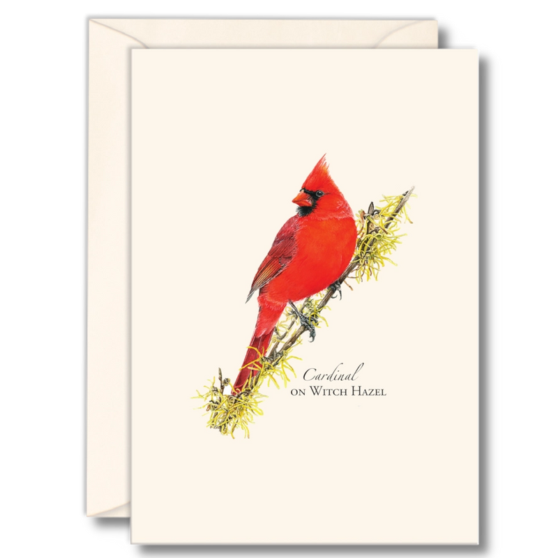 Cardinal On Witch Hazel Notecard Boxed Set of 8
