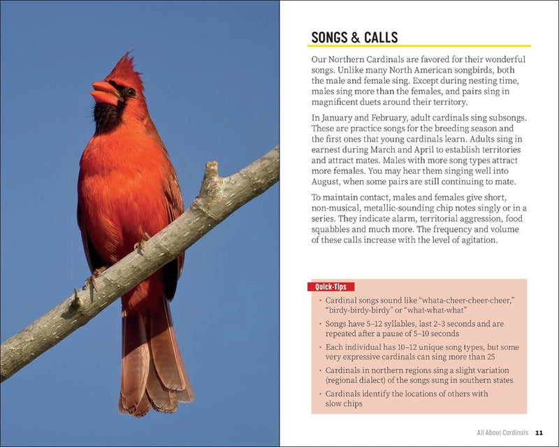 Red cardinal bird on a branch with text about songs and calls of Northern Cardinals.