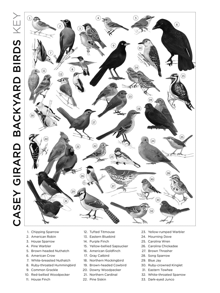 Illustration of various birds with labels and a key for identification on a white background.