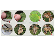 Caterpillars: Find - Identify - Raise Your Own - sample pages