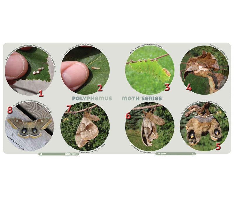 Caterpillars: Find - Identify - Raise Your Own - sample pages