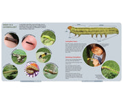 Caterpillars: Find - Identify - Raise Your Own - sample pages