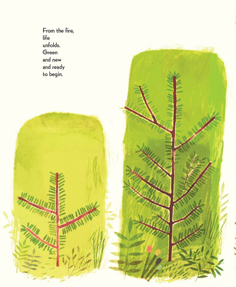 Pine Cone Regrown Picture Book
new trees grow because of the fire