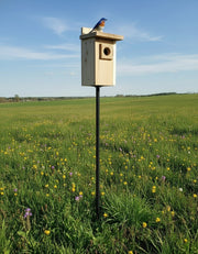 Cedar Bluebird House with Polywood Predator Guard