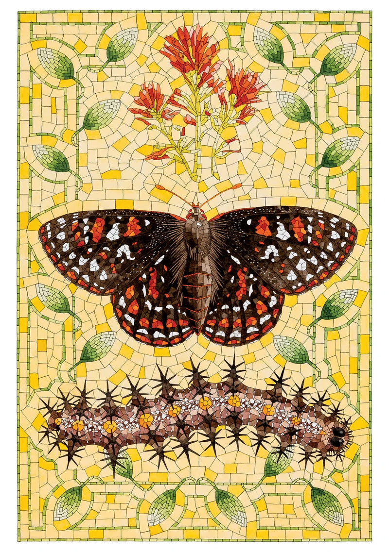 David Cohen: Taylor’s Checkerspot Birthday Card
