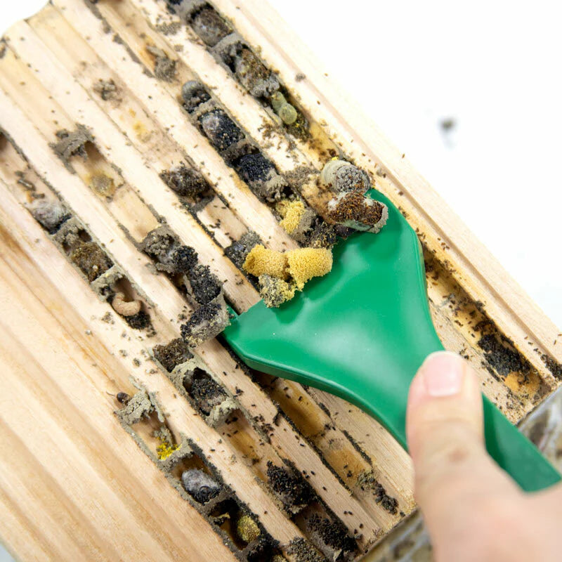 Cocoon Comb
Mason bee cocoon harvest
