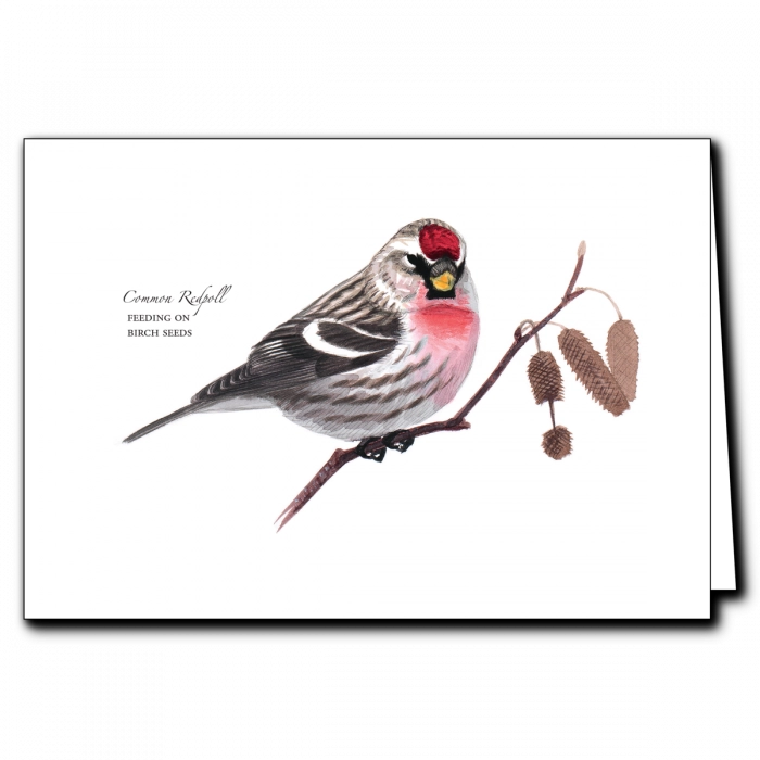 Sibley's Common Redpoll