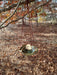 Hanging Bird Bath -Eastern Cottonwood Leaf Bowl