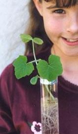 Crystal Clay - sprouted seeds